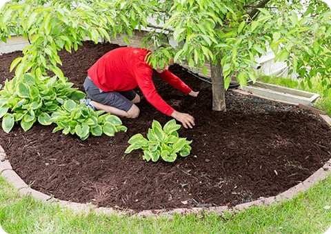 man in garden