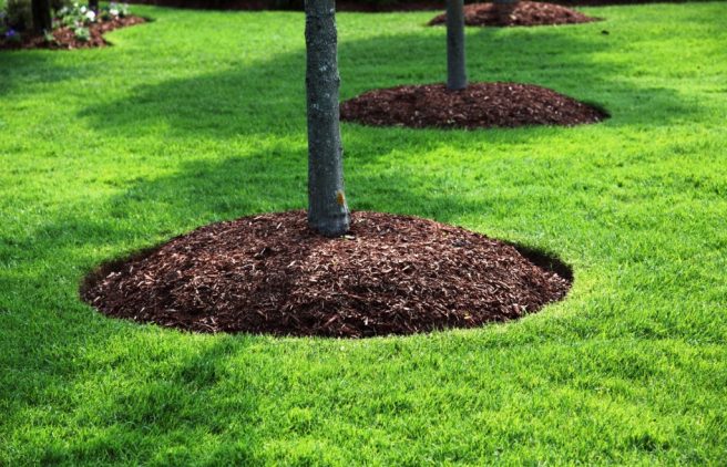mulch around tree